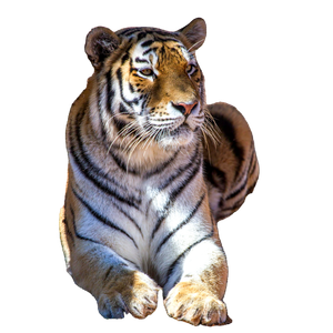 A Beautiful Tiger Lying In A Sunlit Sandy Environment, Embodying The Essence Of Wild Majesty. 14838 - Cat PNG image with transparent background